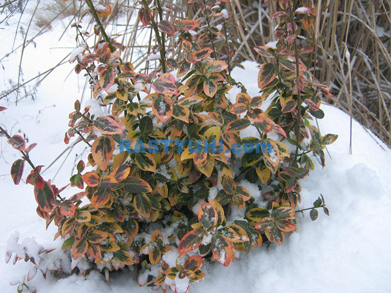 Бересклет Форчуна (Euonymus fortunei) – неприхотливый кустарник Бересклет Форчуна зимой