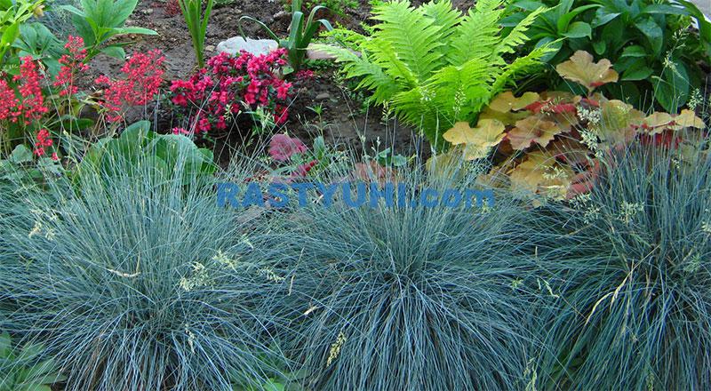 Вечнозеленый злак – овсяница сизая, или голубая Вечнозеленый злак – овсяница сизая