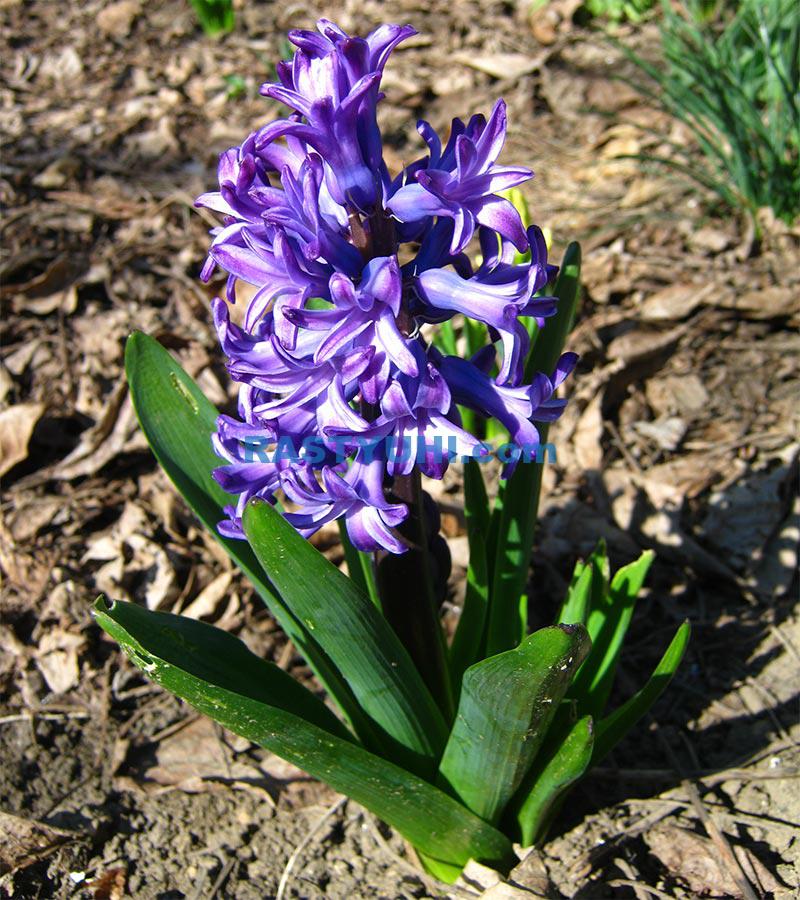 Посадка луковицы гиацинта Гиацинты высаживают на солнце