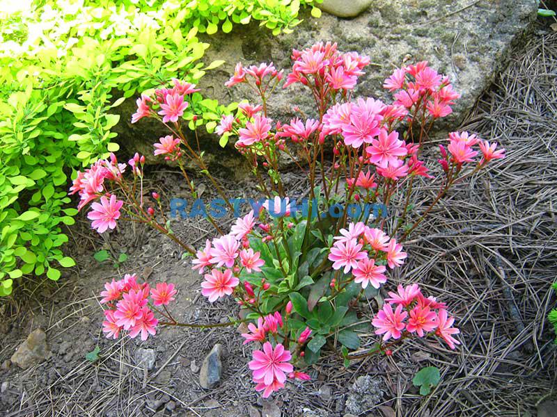 Левизия: многолетник для альпийской горки Левизия cotyledon