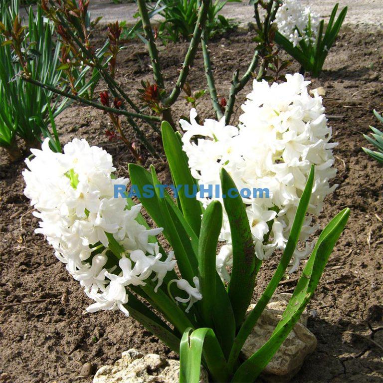 Луковичное растение гиацинт