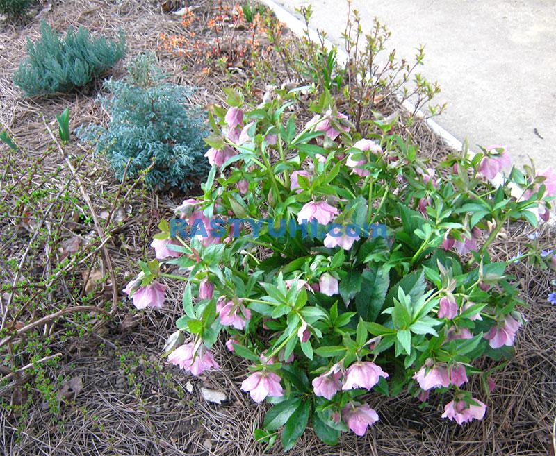 Агротехника выращивания морозника Мульчирование морозника хвойей