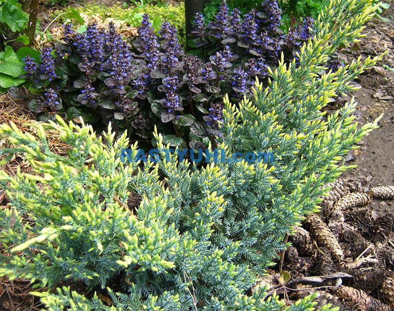 Можжевельник (Juniperus) mozhzhevelnik-holger