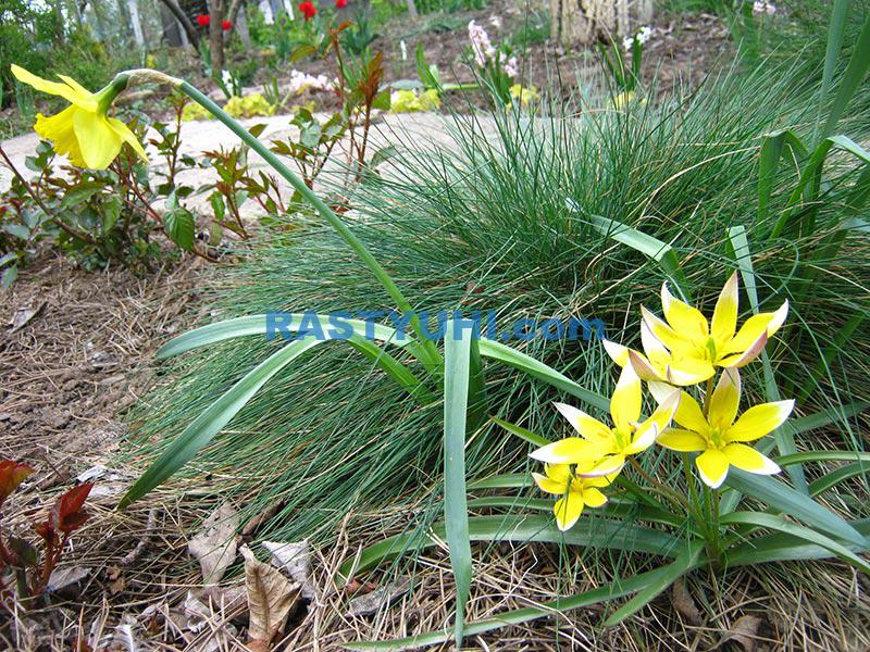 Овсяница сизая: выращивание и размножение Овсяница сизая