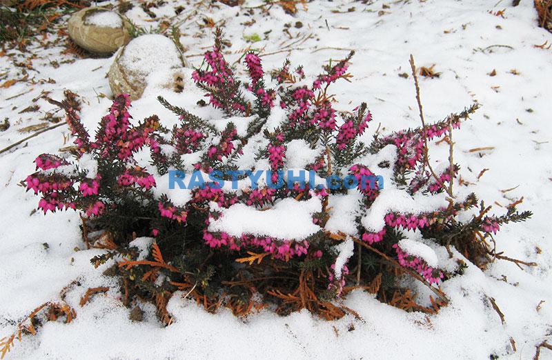 Эрика (Erica): описание и виды Цветение эрики зимой