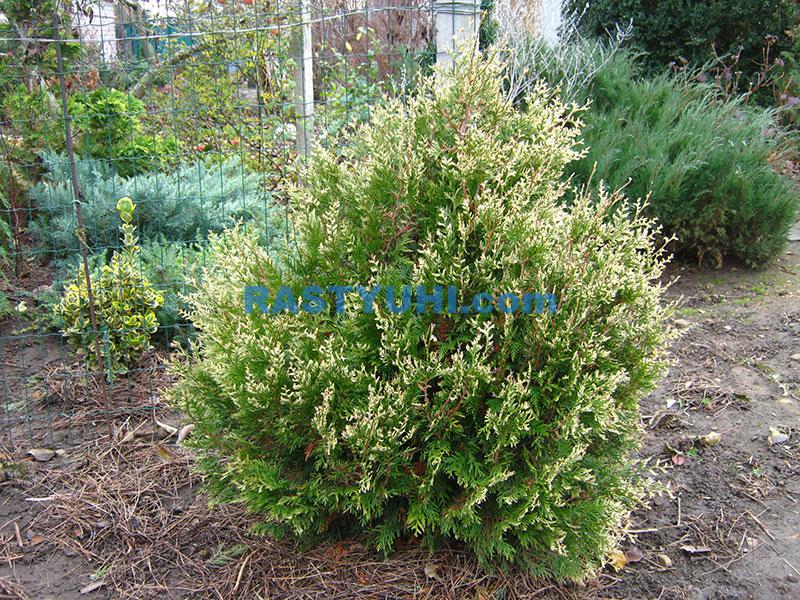 Туя: Описание и виды Туя складчатая Kornik