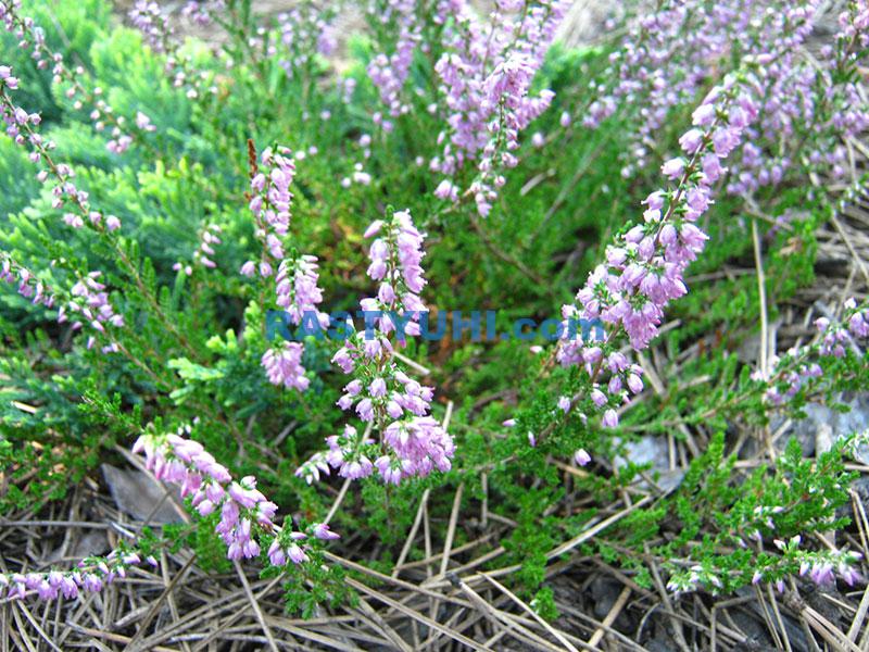 Вереск обыкновенный: фото и описание Вереск обыкновенный