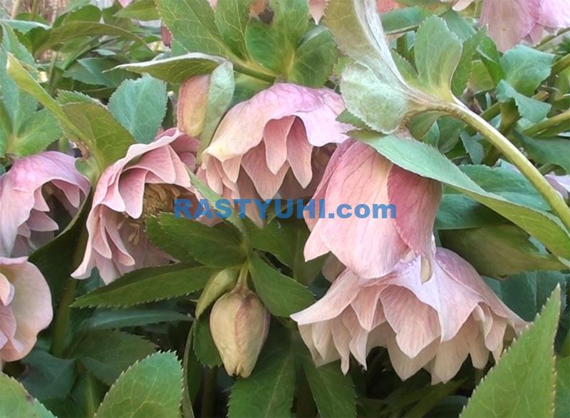 Рождественская роза, морозник – зимний цветок. Морозник восточный Double Ellen Pink. Морозник видео