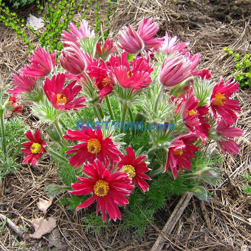 Сон-трава - цветок для сада минимального ухода. Разнообразие сортов и уход. Сон трава видео