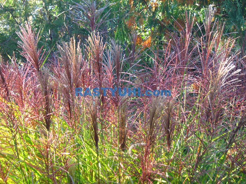 Декоративный злак мискантус Цветение мискантуса