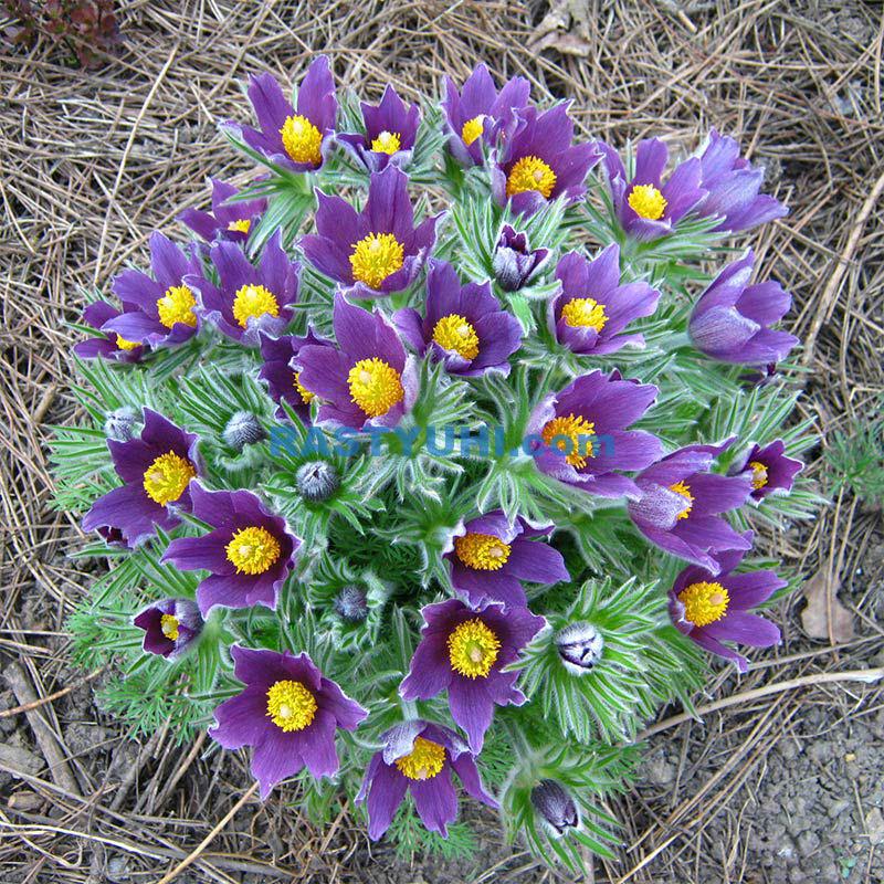 Пульсатилла, прострел, сон-трава Цветок сон-трава