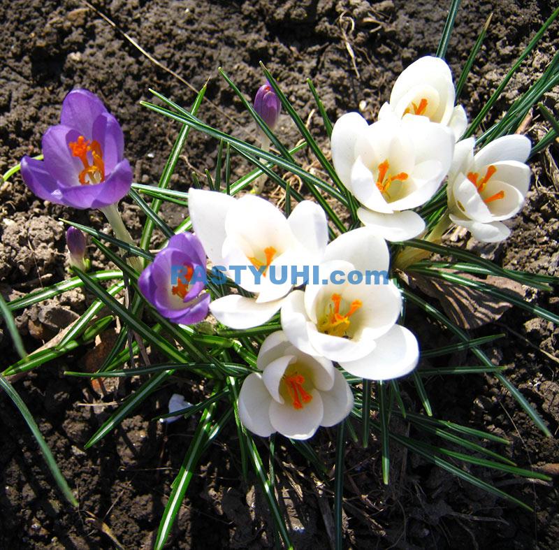 Crocus květiny