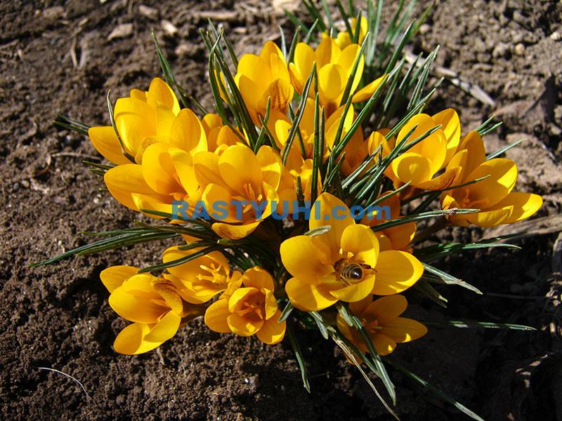 Крокус, или Шафран (Crocus) Желтые крокусы