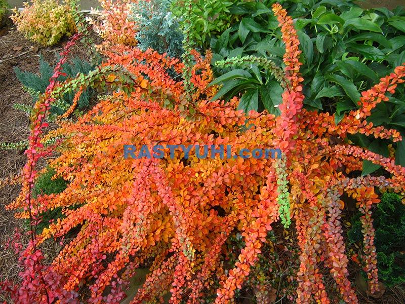 Король декоративных кустарников - барбарис Барбарис Тунберга Green carpet осенью