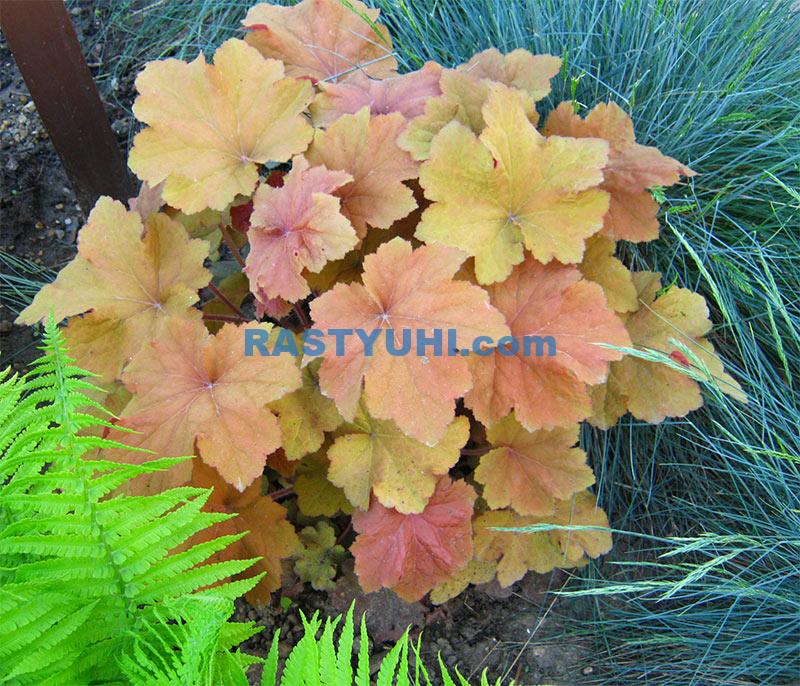 Переменчивая красотка - гейхера Гейхера Карамель