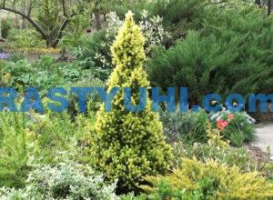 Ель канадская Conica и сорта, полученные от нее molodye-prirosty-eli-kanadskoj-rainbows-end