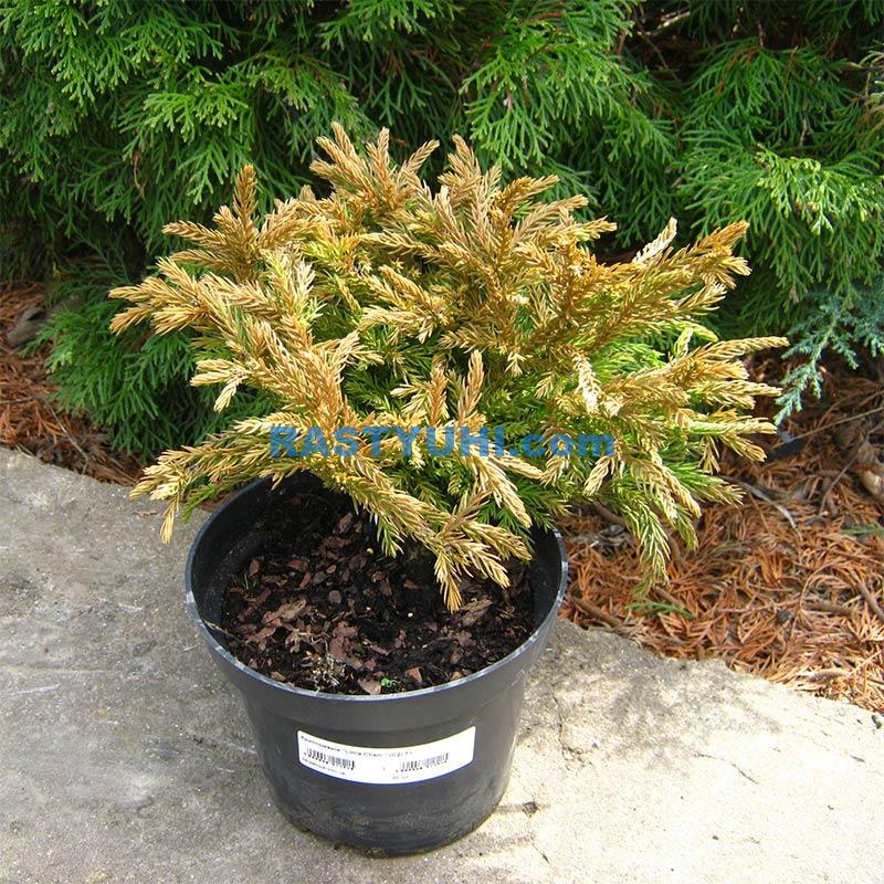 Выбор саженца хвойного растения Саженец криптомерии