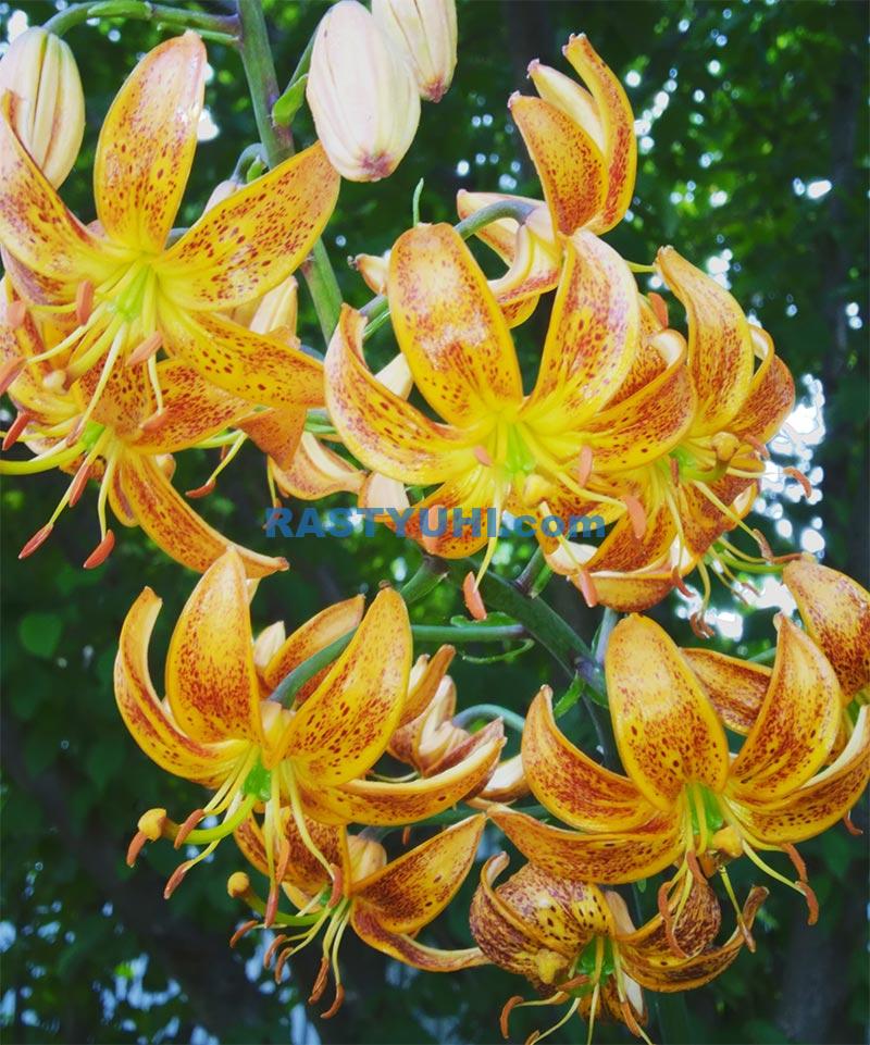 Выбор луковицы лилии, хранение до посадки Цветение лилии Мартагон