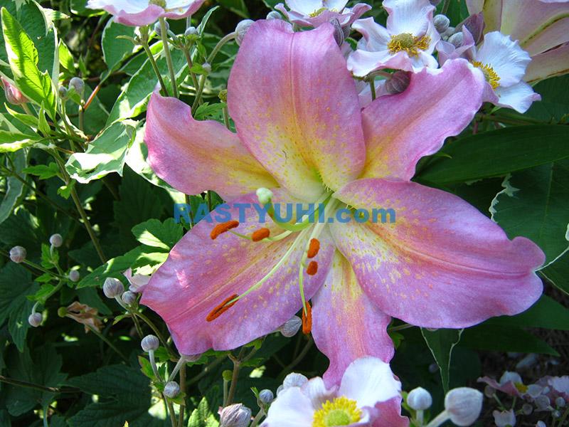 Лилия – королева луковичных растений Цветок лилии