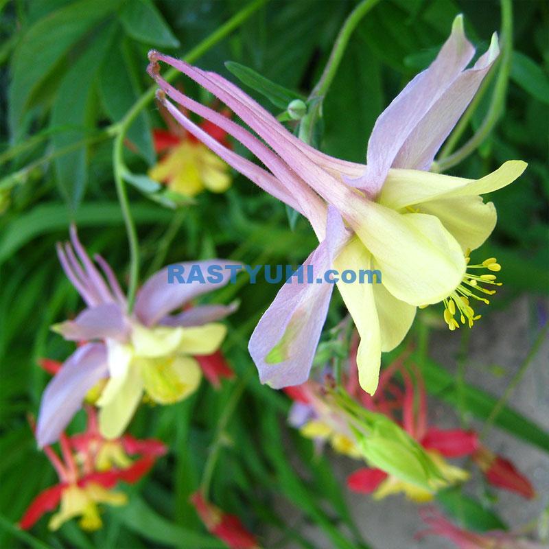 Аквилегия (водосбор, орлики) - красиво цветущее многолетнее растение для сада Аквилегия видео