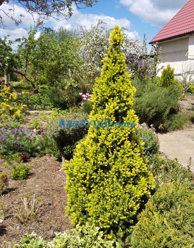 Выращивание ели канадской в саду. Сорта Conica, Rainbows End и Blue wonder. Conica видео