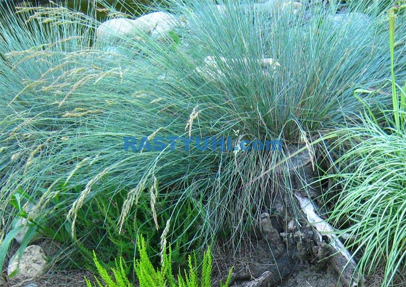 Овсяница сизая (Festuca cinerea/Festuca glauca) - декоративная вечнозеленая трава для сада. Овсяница видео