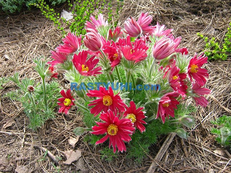 Особенности выращивания прострела, или сон-травы Сон-трава