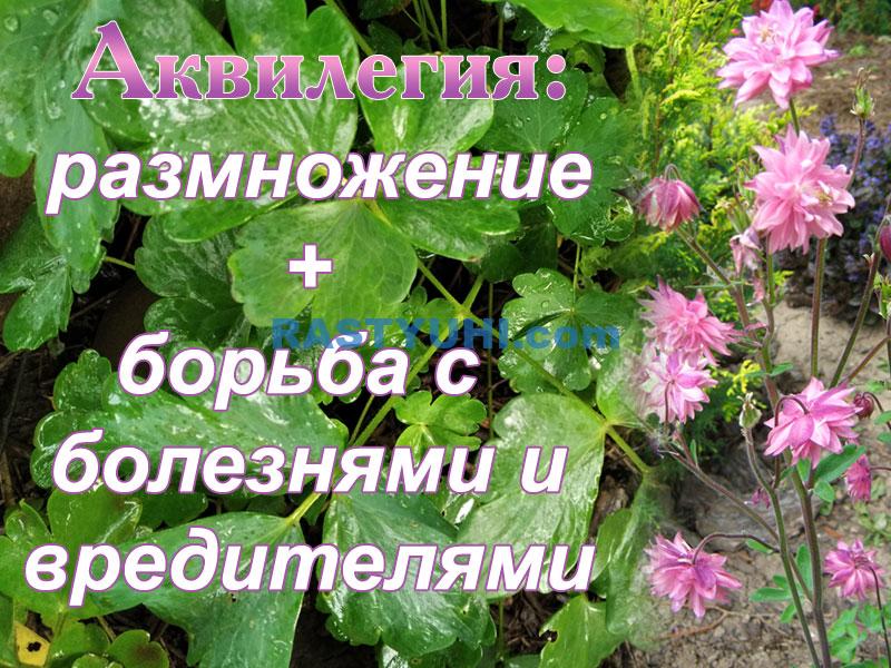 Аквилегия: посадка, уход, размножение, вредители и болезни Аквилегия видео