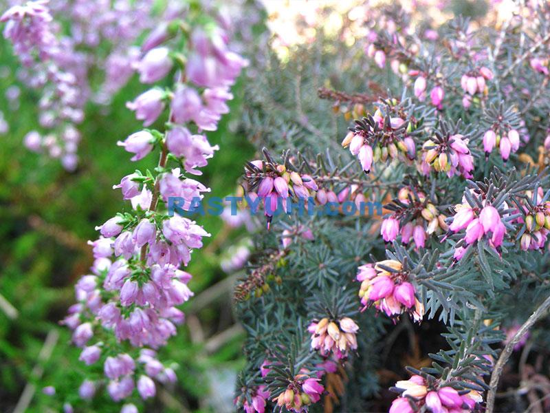 Вереск или эрика: как отличить? Вереск-эрика