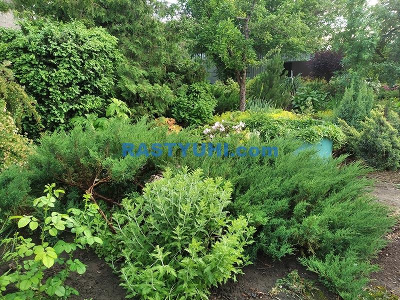 Можжевельник казацкий (Juniperus sabina) mozhzhevelnik-kazatskij-v-sadu