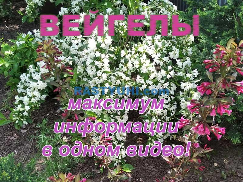 Вейгела: сорта, уход, посадка, обрезка, подкормки Вейгела видео