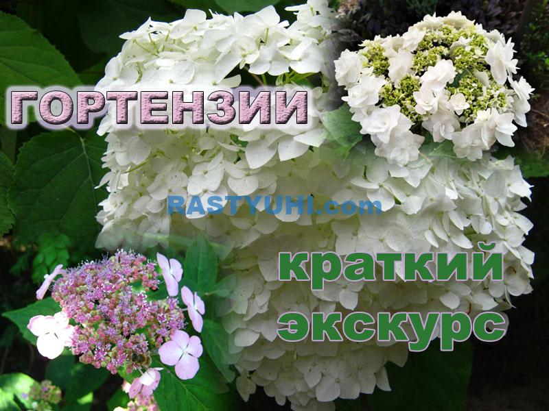 Разнообразие гортензий в саду Гортензии видео