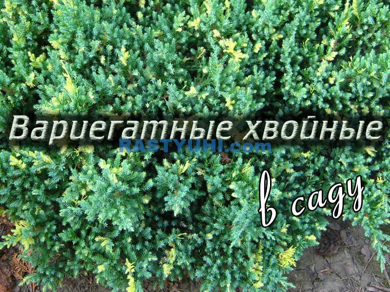 Вариегатные хвойные в саду Вариегатные хвойные в саду