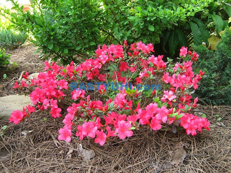 Как подготовить посадочную яму для вересковых растений Азалия вечнозеленая