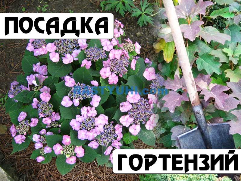 Посадка гортензии Посадка гортензий