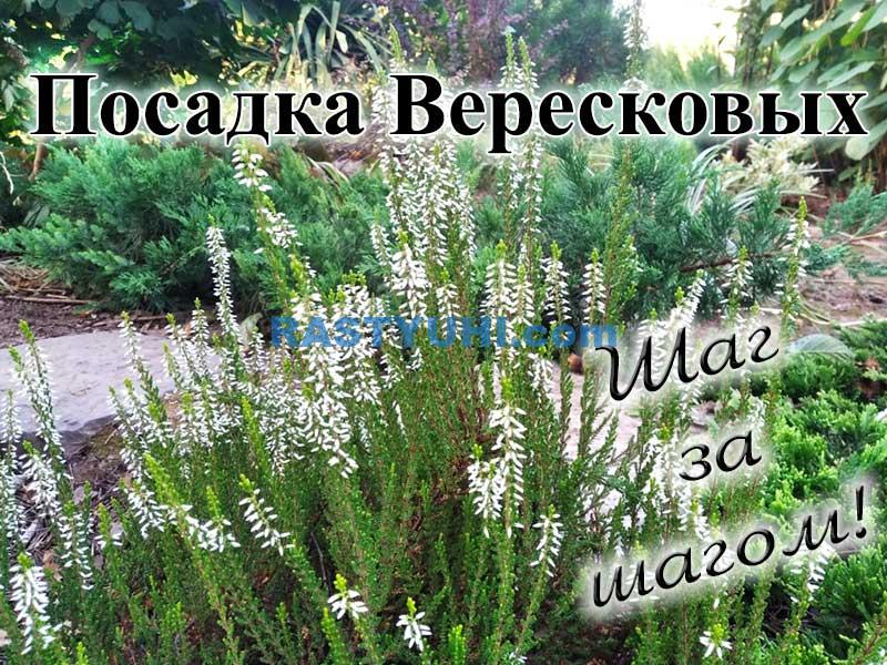 Посадка вересковых растений Вереск посадка