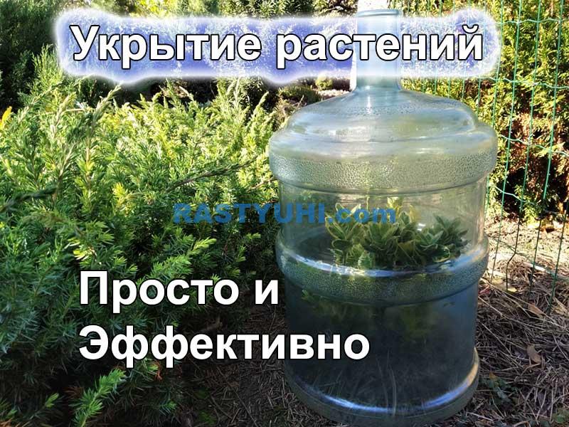 Мой способ укрытия растений зимой Укрытие растений на зиму