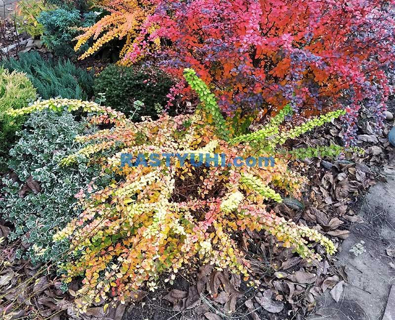 Обзор барбарисов в моем саду Барбарисы видео