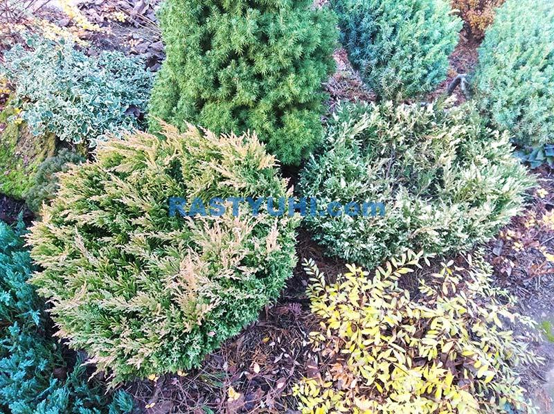 Можжевельники Lime glow и Andorra compacta variegata Можжевельник lime glow i andorra compacta variegata