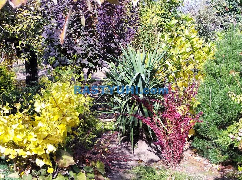 Яркие краски осени в моем саду Осенний сад