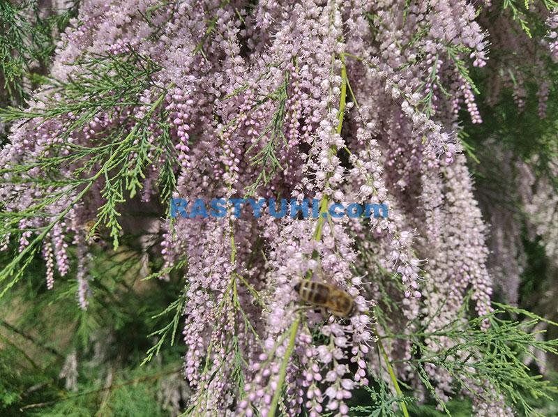 Тамарикс, гребенщик, бисерник Цветы тамарикса