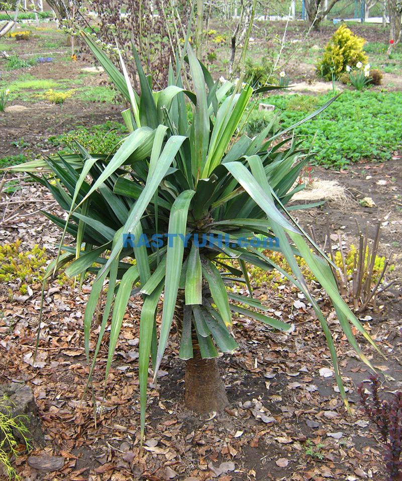 Популярные виды юкки и их отличия Юкка