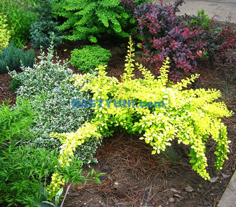 Как выращивать барбарис Тунберга Барбарис Тунберга Golden Carpet и бересклет Форчуна