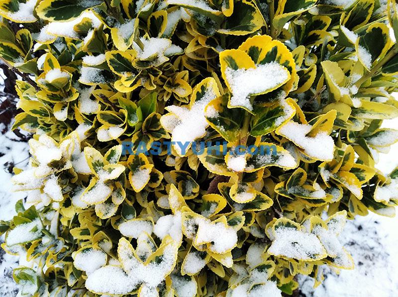 Вечнозеленые лиственные кустарники в саду Бересклет японский зимой