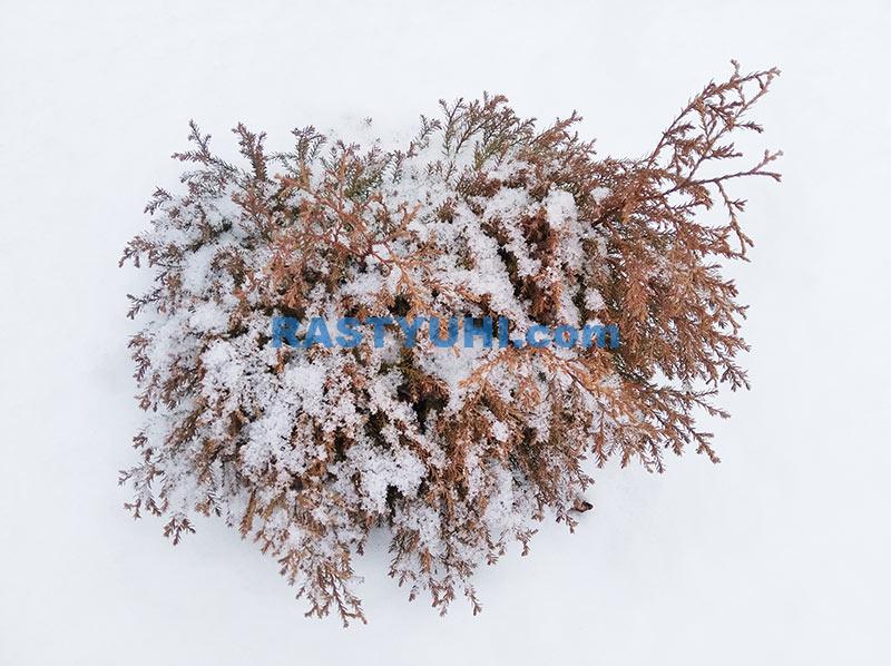 Почему хвойные растения меняют цвет зимой? Изменение цвета хвои зимой