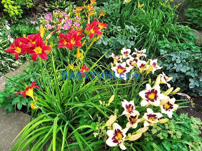 Лилейник, красоднев, однодневная «лилия» Лилейники в саду