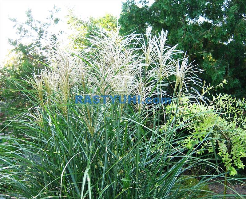 Мискантус китайский в саду Мискантус видео