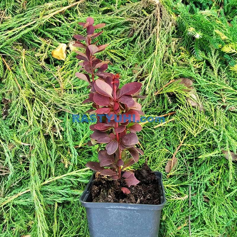 Выращиваем барбарис в саду Видео о выращивании барбариса