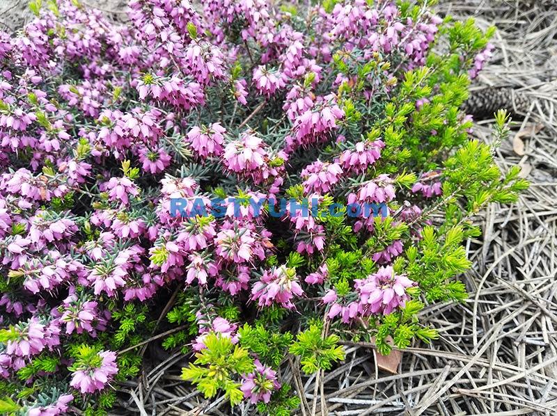 Эрика в моем саду Эрика видео