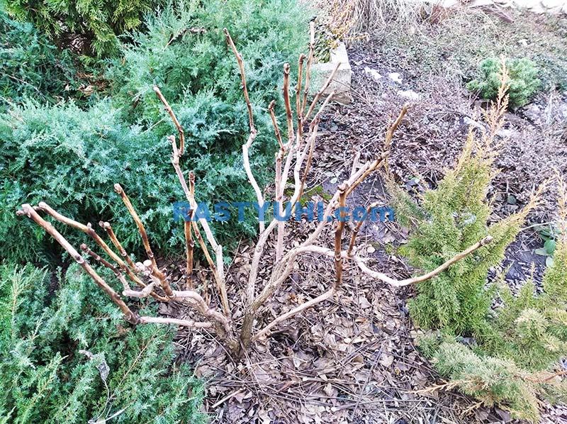 Секреты обрезки древовидного пиона Видео об обрезке древовидного пиона